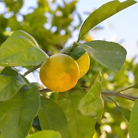 Apartamento Nala Split